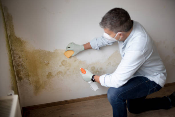 Best Environmental Consulting for Mold Prevention  in USA